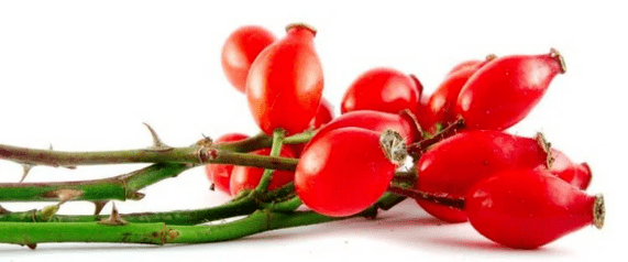 Roze bessen met cystitis